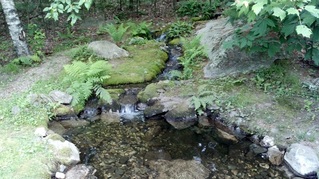 Natural Frog Pond