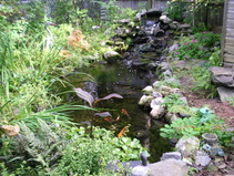 Small Backyard Fish Pond